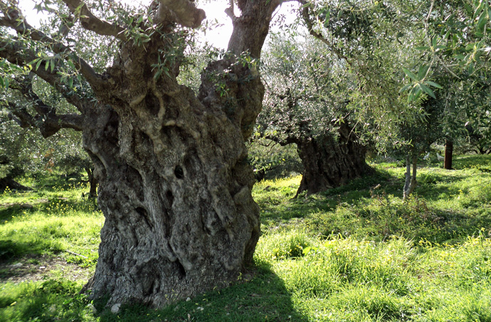 Photo: An ancient olive tree